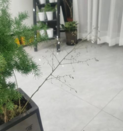 蓬莱松如何养护才能更加茂盛？