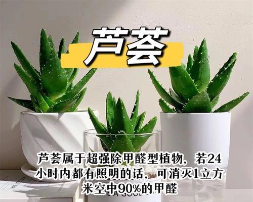 哪些植物吸甲醛能力最强？