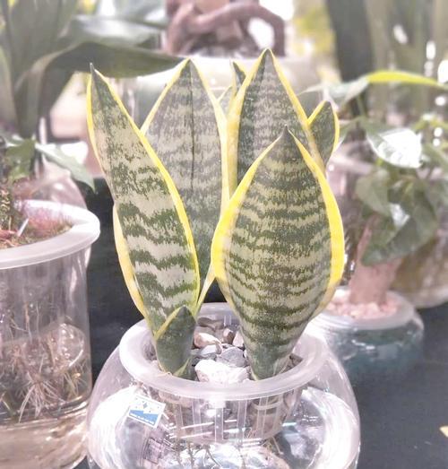 哪些植物吸甲醛能力最强？