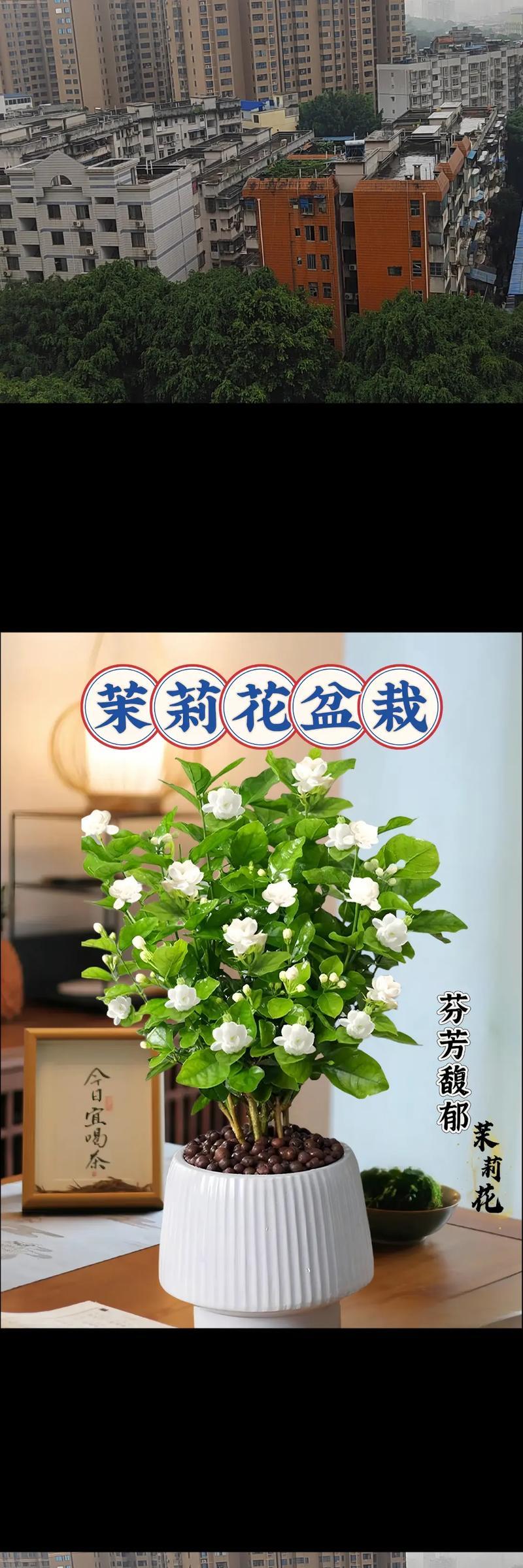 茉莉花通常在什么时候开花？
