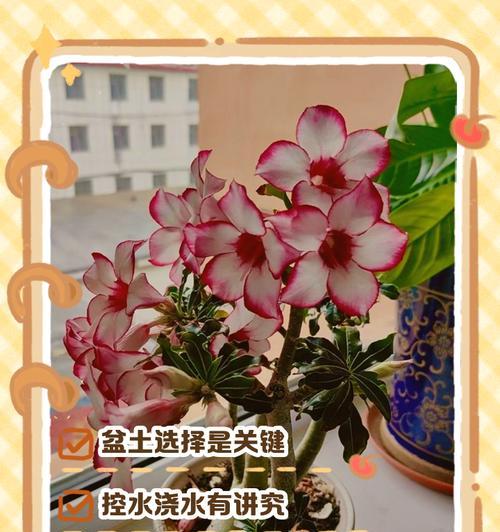 沙漠玫瑰应该如何养殖？