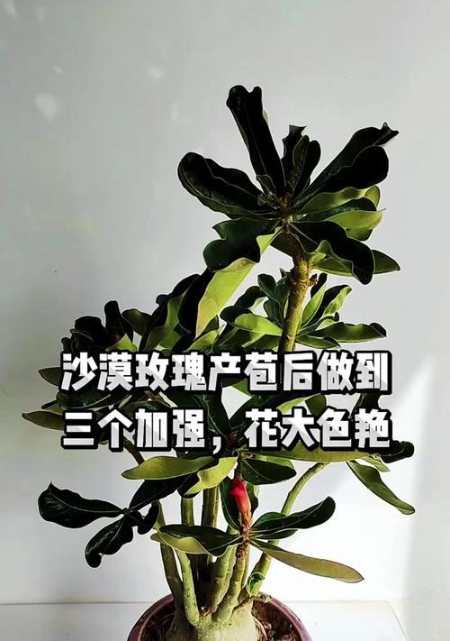 沙漠玫瑰应该如何养殖？