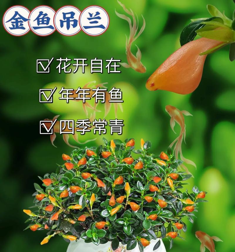 金鱼吊兰的养殖方法是什么？