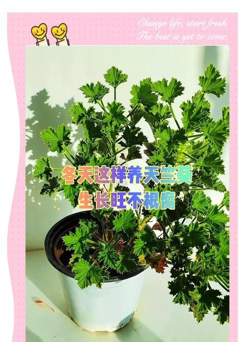 夏天养天竺葵需要注意哪些问题？