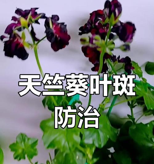 夏天养天竺葵需要注意哪些问题？