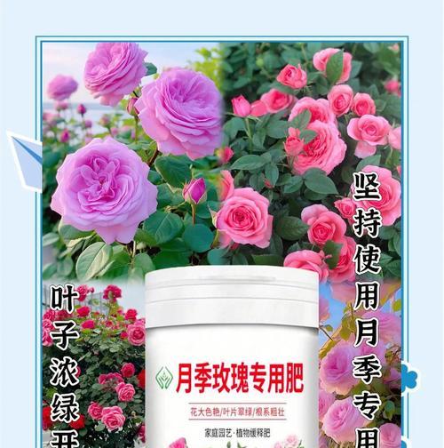 如何在家中全面养护月季？