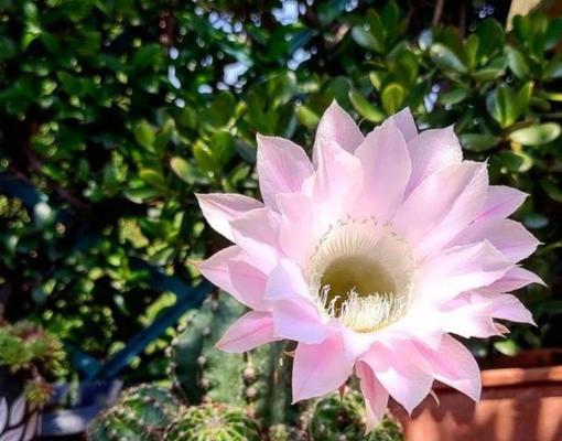 仙人球长小球却不开花是何原因？