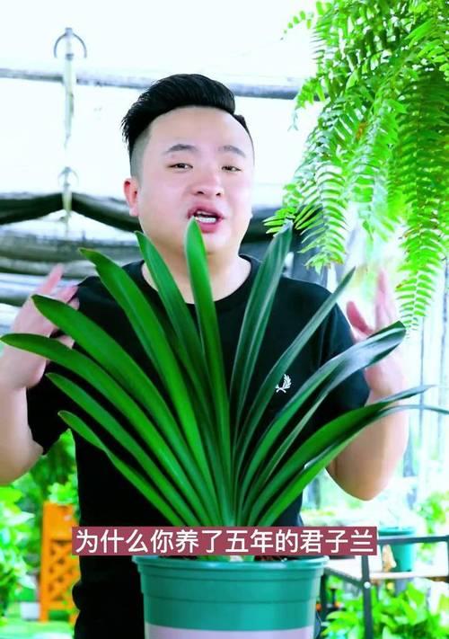 君子兰的正确浇水和施肥方法是什么？