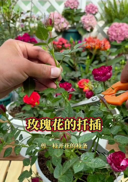 玫瑰花插枝存活的方法是什么？