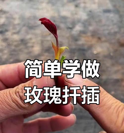 玫瑰花插枝存活的方法是什么？