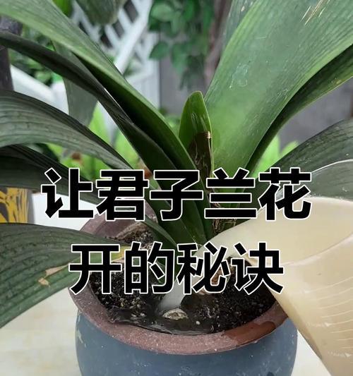 君子兰不开花有哪些明显特征？
