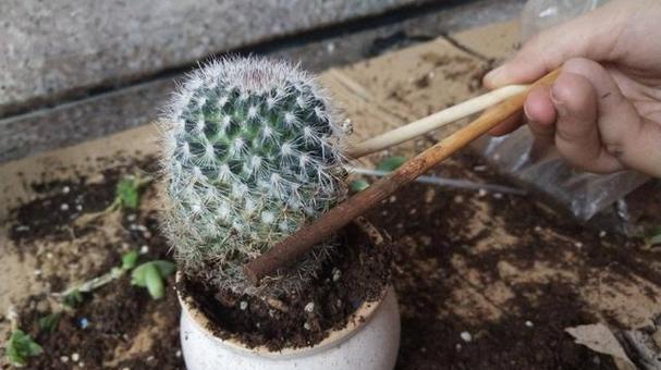 蛭石生根仙人球的养殖方法及难易程度如何？