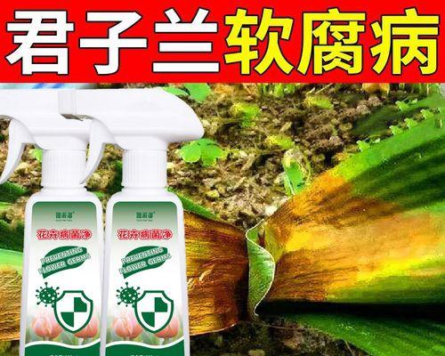 君子兰枯萎后应采取哪些补救措施？