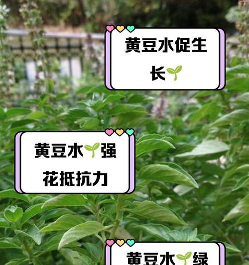 君子兰腰肥使用黄豆的利弊及正确的浇水方法是什么？