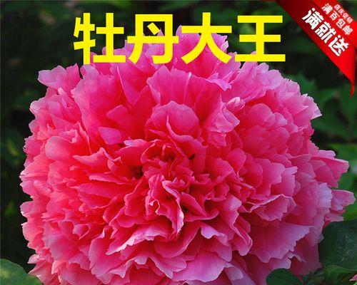 如何自制大花盆装牡丹花？步骤和注意事项有哪些？