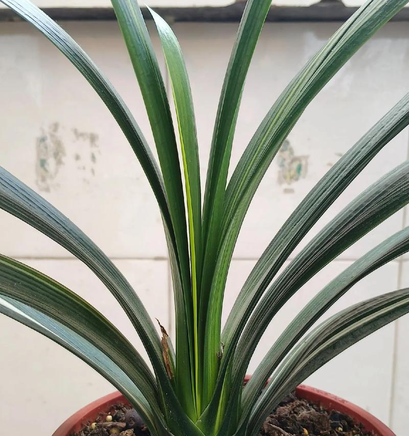 君子兰小苗多久开花？四棵小苗的养护周期是？