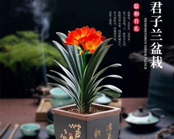 君子兰小苗多久开花？四棵小苗的养护周期是？