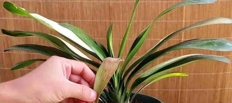 君子兰不干旱却开花？这是什么原因导致的？