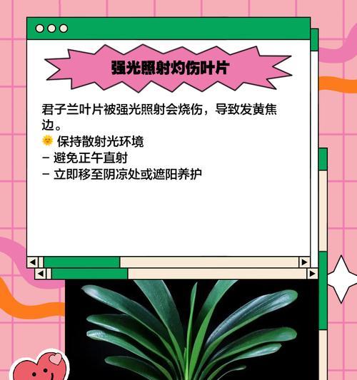 君子兰不干旱却开花？这是什么原因导致的？