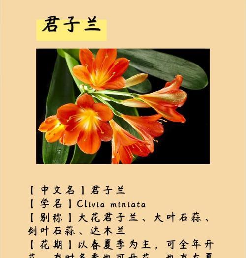 君子兰是园艺植物吗？它有哪些园艺价值？