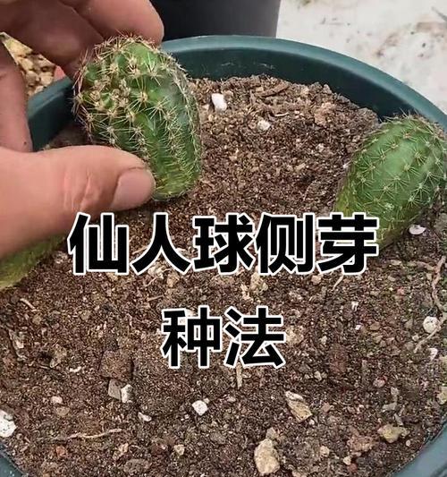 仙人球种植教程有哪些？图解步骤详细说明是什么？