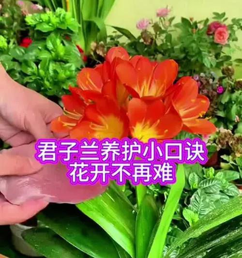 君子兰翻瓣花的养护管理技巧有哪些？