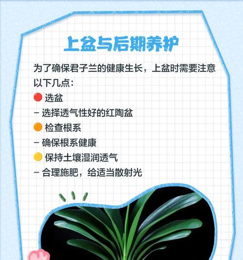 君子兰翻瓣花的养护管理技巧有哪些？