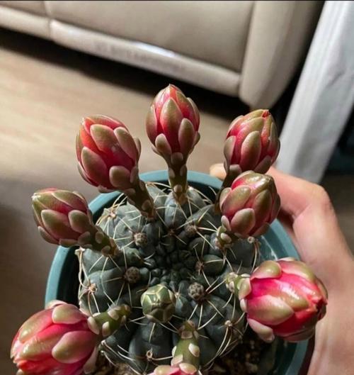 新买的仙人球如何处理才能开花？步骤是什么？