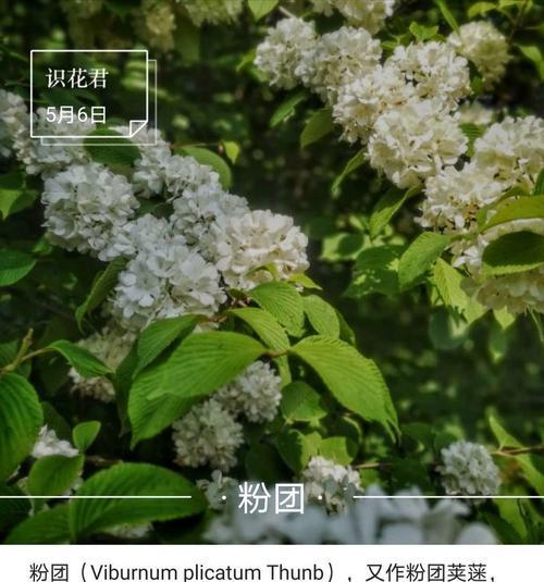 君子兰紫藤玫瑰的养护和浇水方法是什么？