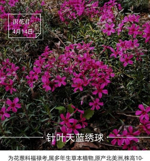 君子兰紫藤玫瑰的养护和浇水方法是什么？