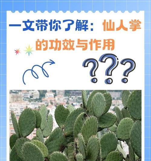 沙石种仙人掌的正确方法是什么？
