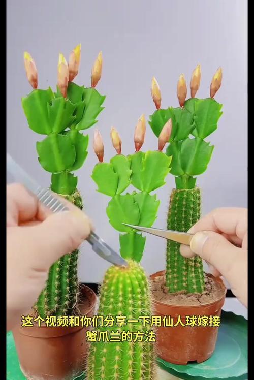 开橙花仙人球的养护技巧有哪些？