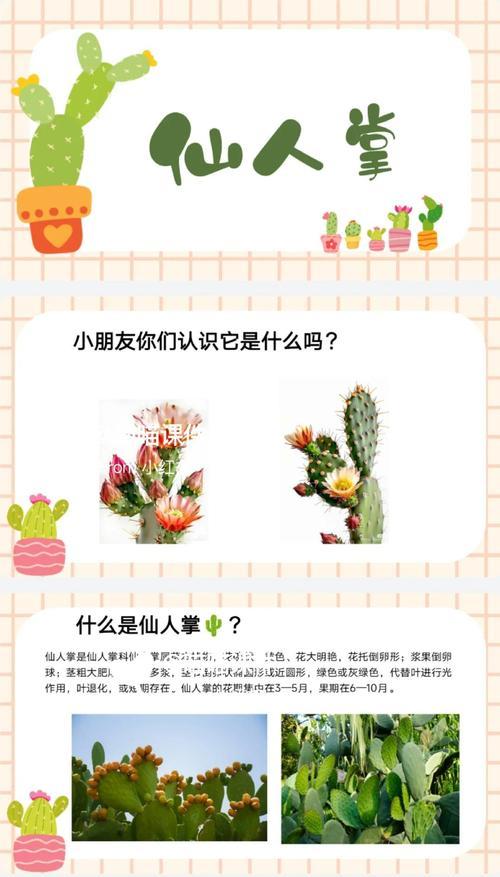 结果仙人掌种苗的养护管理要点是什么？