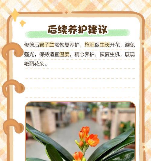 君子兰开过花后蔫了的处理方法是什么？