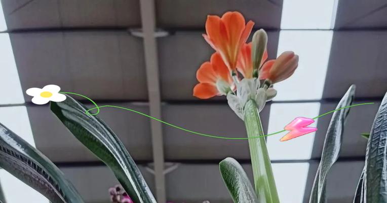君子兰异花重瓣的养护要点是什么？