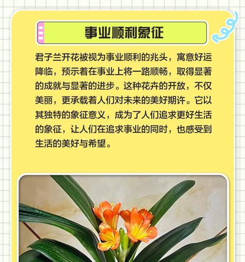 君子兰异花重瓣的养护要点是什么？