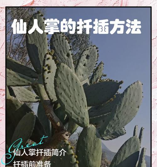 刚入手的仙人掌叶子处理方法是什么？