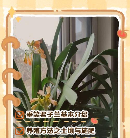 养了3年的君子兰养护方法是什么？