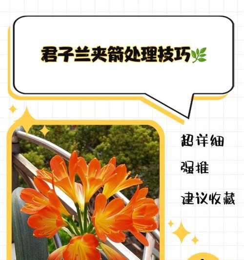 君子兰小棵栽培提高成活率的技巧是什么？