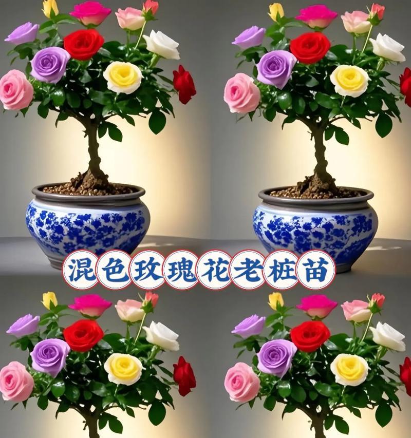 月季盆栽玫瑰花的养护要点是什么？