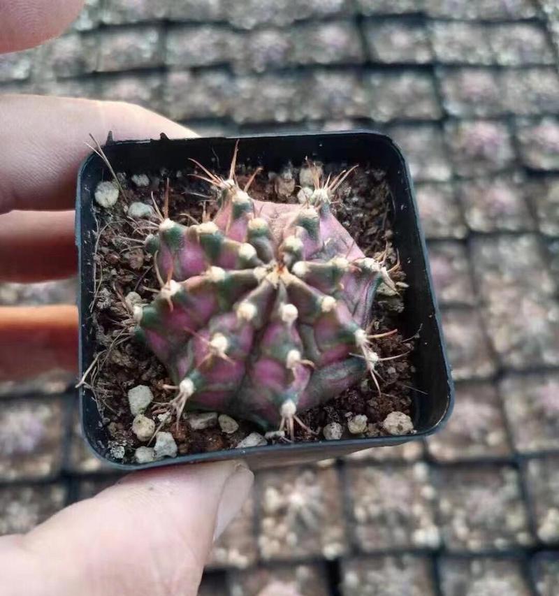 仙人球分侧芽的方法和注意事项是什么？