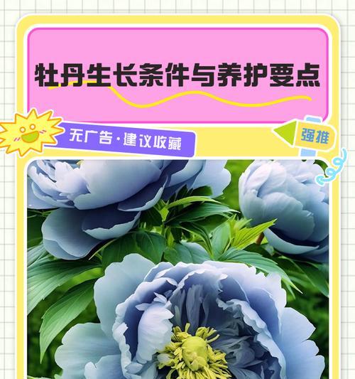 牡丹花养殖难度大吗？为什么有些人觉得难以养殖？