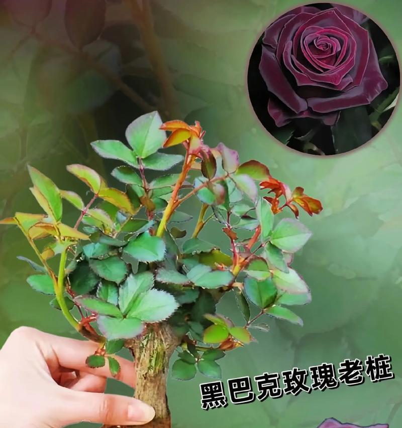 玫瑰花艺术盆栽怎么养护？有哪些技巧可以提高养护效果？