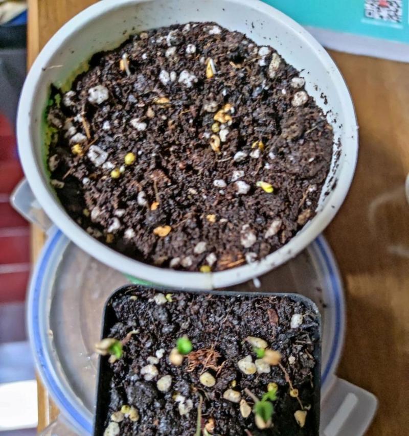 玫瑰花发芽之后长什么样子？如何识别玫瑰花的生长阶段？