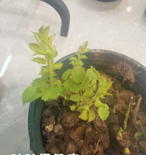 冬天种玫瑰花怎么发芽快？有哪些技巧可以提高发芽速度？