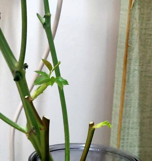 冬天种玫瑰花怎么发芽快？有哪些技巧可以提高发芽速度？