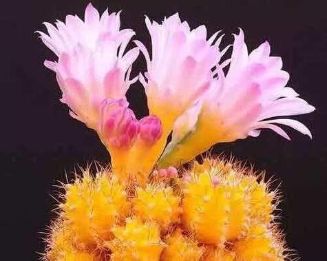 仙人球马上要开花了怎么办？如何确保仙人球顺利开花？