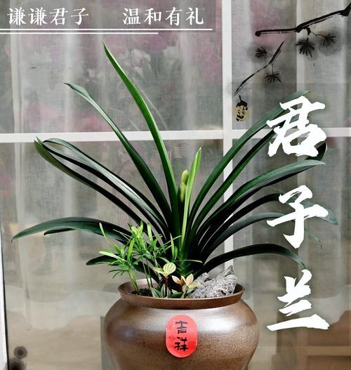 君子兰风雨之后开花吗？风雨对君子兰开花有何影响？