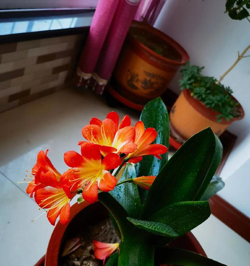 君子兰风雨之后开花吗？风雨对君子兰开花有何影响？