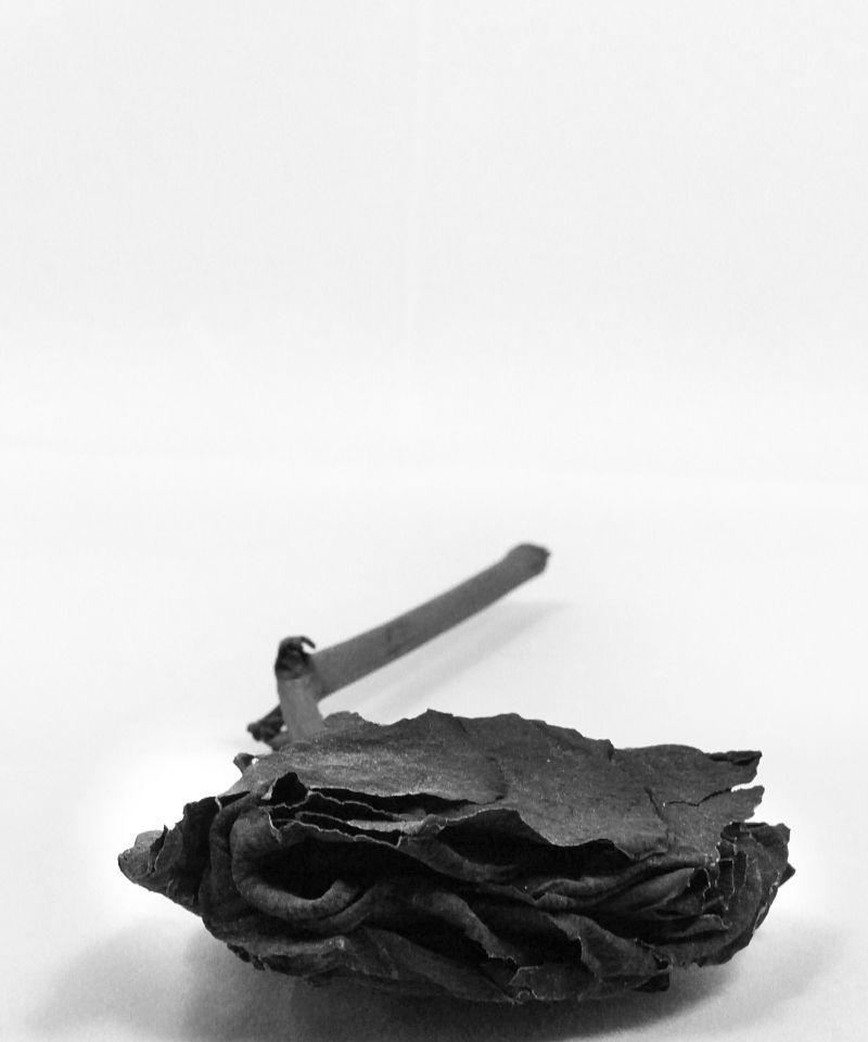 最枯萎的玫瑰花品种是什么？如何识别和养护枯萎的玫瑰花？